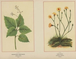 Hierba Nightshade and Hawk: Auténtica cromolitografía de flores silvestres de 1894 botánica - Imagen 1 de 1