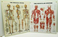 Vtg Cram Thin Man Anatomical 4 Overlay Chart Double Sided Intricately Detail Ebay