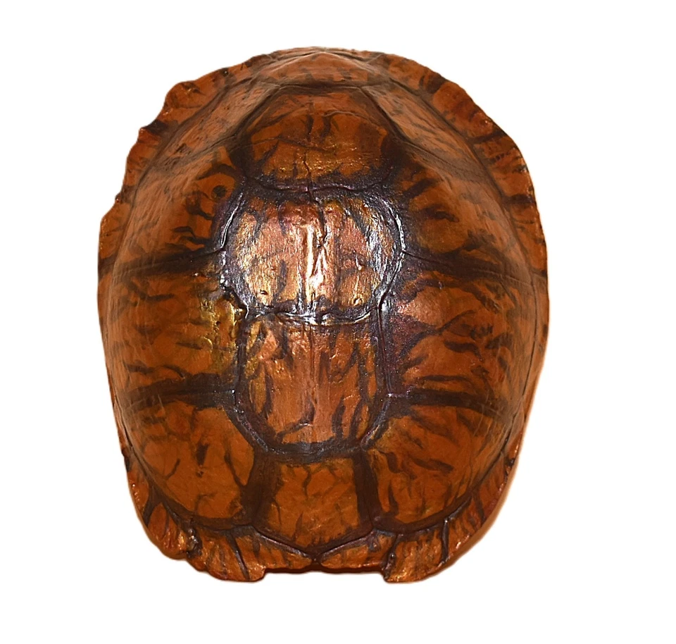 Eastern Box Turtle Shell Appalachian Taxidermy Art & Appalachian Coral Fossil - Image 1 of 4