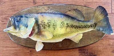 Vintage 20” large mouth bass taxidermy - Image 1 of 4