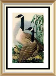 More details for old vintage 1947 tunnicliffe litho art print canadian geese wild goose bird