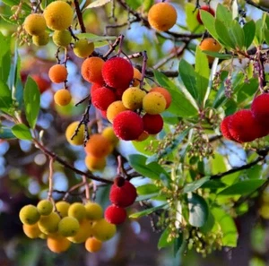 3 Erdbeerstäbchen - Erdbeerbaum - Arbutus Unedo + GRATIS HORMON - Bild 1 von 2