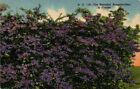 Postcard The Beautiful Bougainvillea In Fla/Linen