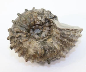 Ammonit, Douvilleiceras mammilatum, Kreide, Alb, Troyes, Frankreich -i637 - Picture 1 of 10