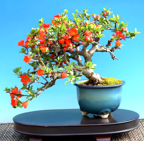 Bonsai - Acer palmatum Kiyohime, Japanischer Fcherahorn 204/69 | eBay.de
