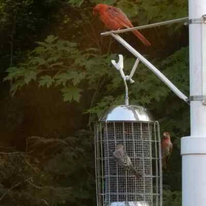 EICHHÖRNCHENSICHER EDELSTAHL WILDVOGELFUTTER - Bild 1 von 5