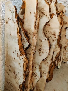 Pappel Maser 1 m³  Bohlen Baumkanten Poplar bur  Edelholz                    - Bild 1 von 12