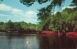 Jacksonville FL Florida, Swan Pond, Southern Beauty Spot, postal vintage - Imagen 1 de 2