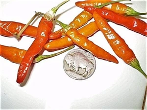 Naga Inferno HOTT Chilischoten Nicht-GVO-Erbstück #6 HEISSESTE PRODUKTIV COOL - Bild 1 von 9