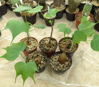 Sterculia colorata,Caudex,Euphorbia,Succulent Plants - Image 1 of 4