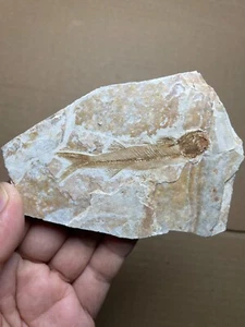 82g Jurassic Period lycoptera fish rock specimen Western Liaoning china - Picture 1 of 11