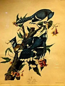 BEAUTIFUL CARVUS CRISTATUS PRINT BLUE GAY BIRDS FRAMED - Bild 1 von 10