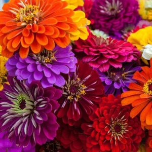 100 CALIFORNIA GIANT ZINNIA SEEDS | SALE FREE SHIPPING NON GMO HEIRLOOM - Picture 1 of 2
