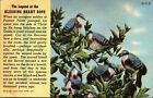 Miami Florida Rare Bird Farm Bleeding Heart Doves Story Linen Postcard