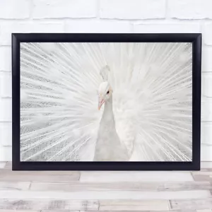 More details for splendid animals birds peacock white feathers delicate elegant wall art print