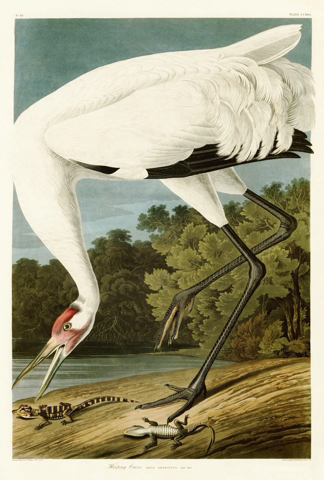 No.226 Hoping Crane Audubon Print Repro Havell Edition Double Elephant Folio - Image 1 of 1