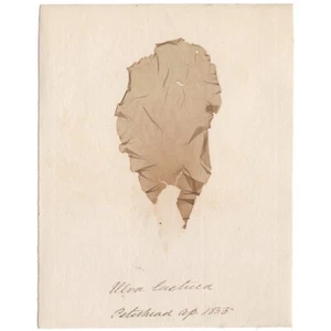 Antique 1833 Scottish dried sea algae herbarium specimen #51 Ulva lactuea - Picture 1 of 3