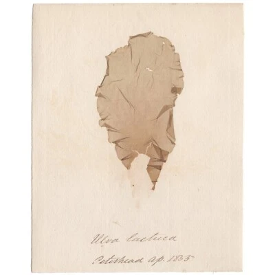 Antiguo espécimen escocés de herbario de algas marinas secas de 1833 #51 Ulva lactuea Foto 1 de 3