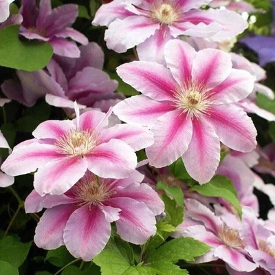 Abejas Jubilee Clematis Vine - Plantas vivas en macetas para cultivadores de 4 pulgadas - Planta de inicio Foto 1 de 4