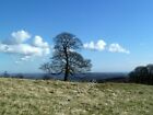 Photo 6X4 Solitary Tree On Totley Moor Owler Bar  C2011