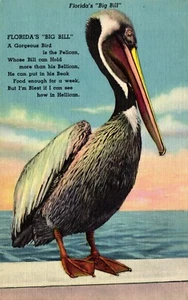 Postcard Florida's big Bill pelican - Picture 1 of 2