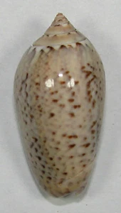 OLIVA POLPASTA 37.93mm BEAUTIFUL SPECIMEN Pedro Gonzales Is. Pacific Panama - Picture 1 of 2