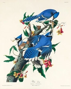 Blue Jay - 1827 - Illustration Magnet - Picture 1 of 2