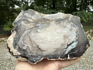 BIG! Agatized BLUE Forest Polished Petrified Wood SLAB Fossil Wyoming! 1164g - Picture 1 of 5