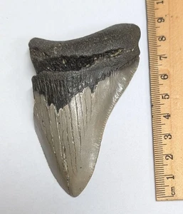 Fossil MEGALODON Shark Tooth (#F7063) - Picture 1 of 1