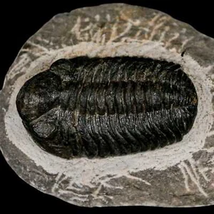 2.2" Marruecos Trilobite Fósil Devónico Marruecos 400 millones de años certificado de autenticidad - Imagen 1 de 10