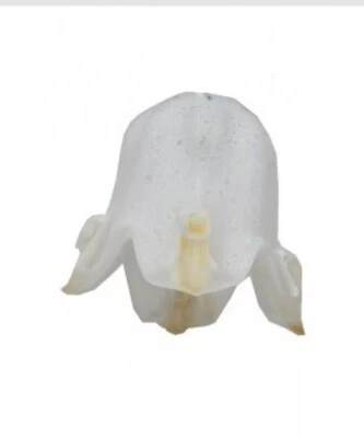 Paralume di ricambio in vetro diffusore ambra per abatjour applique lampada E14 - Immagine 1 di 4