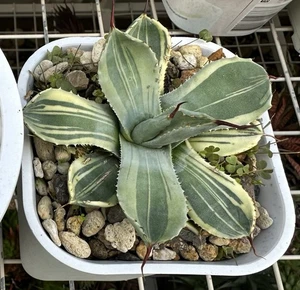 Agave Truncata LIME STREAK In 12cm Pot Well Established Plant - Picture 1 of 1