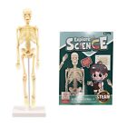Early Education Human Toy Skeleton Model Set Steam Science Education Primary