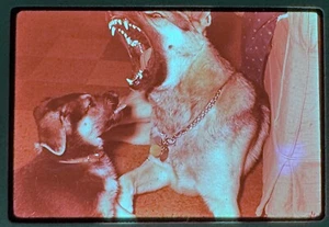 1962 Deutscher Schäferhund Weihnachten Auspacken Geschenke Holzverkleidung x22 35 mm Folien - Bild 1 von 8