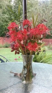 25 LARGE Red Spider Lily Bulbs DUG FRESH UPON PURCHASE Lycoris radiata - Picture 1 of 4