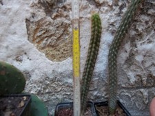 Eulychnia acida