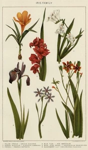 IRIS Familie Blumen: 1902 authentische datierte Stein Chromolithographie Krokus Freesie - Bild 1 von 1