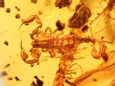 Rare big chelifer scorpion . Burmite Natural Myanmar Insect Amber Fossil