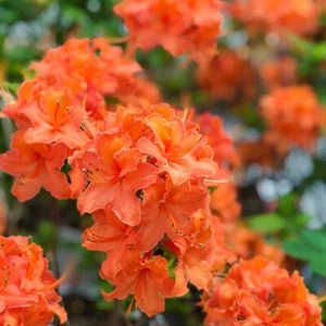 MANDARIN~Azalea Rhododendron Hybrid~STARTER Plant~MAY BE DORMANT - Picture 1 of 13