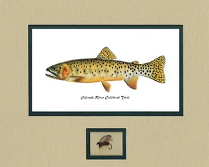 Colorado Trout prints by Joseph Tomelleri matted with fly - Picture 1 of 3