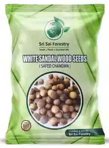 White Sandalwood Seeds (100 Seeds) Indian Sandal wood Chandan SriGanda Tree ll - Picture 1 of 4