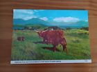 GB Highland Cow And Calves In Scottish Mountains Photographic Postcard Used 1985