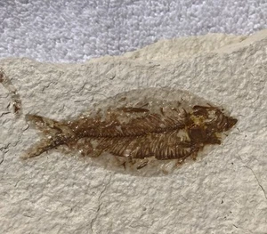 Fossil Fish in Shale from the Wyoming Green River Formation - Picture 1 of 2