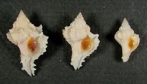MUREX ERYTHROSTOMUS 19-30mm CHOICE BABY SPECIMENS Guaymas, Sonora, Mexico - Picture 1 of 2