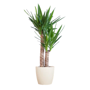 Yucca Elephantipes mit Viber-Topf in Weiß - 90 cm hoch, Ø 21 cm - Pflegeleichte - Bild 1 von 12