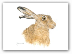 'BROWN HARE' GREETINGS CARD - Print By Yorkshire Wildlife Artist Joanne T Kell - Picture 1 of 3