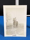 Man in Uniform on Horse on Farm by Rochester New York Vintage Photo 1940