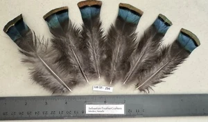 Six 4"/5" Ocellated Turkey Blue Flats Feathers Lot-SF 294 - Picture 1 of 3