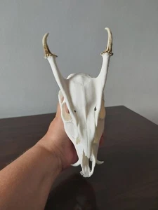 Muntjac Buck Deer Skull Taxidermy Antlers Gothic - Picture 1 of 7