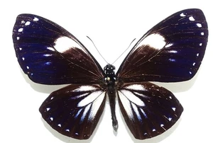 CHILASA PARADOXA PARADOXA MALE (WHITE FORM) FROM MT. HALIMUN, JAVA - Picture 1 of 4
